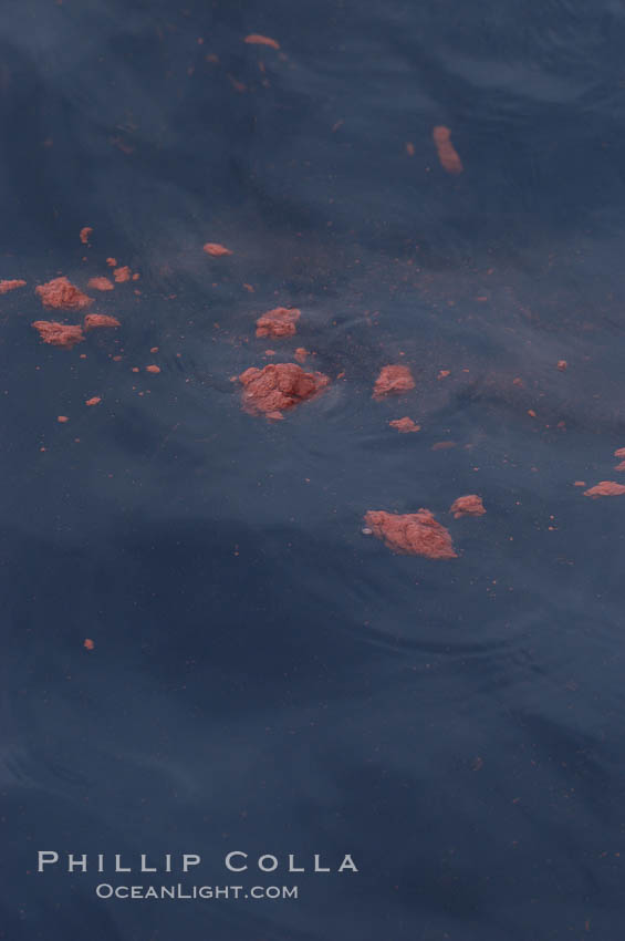 Blue whale feces take on the same color as the whales recent food, in this case likely krill or red crabs. Coronado Islands, Baja California. Coronado Islands (Islas Coronado), Mexico, Balaenoptera musculus, natural history stock photograph, photo id 07108