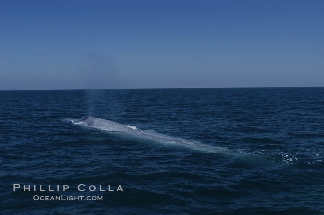An enormous blue whale is stretched out at the surface, resting, breathing and slowly swimming, during a break between feeding dives. Open ocean offshore of San Diego. California, USA, Balaenoptera musculus, natural history stock photograph, photo id 07528