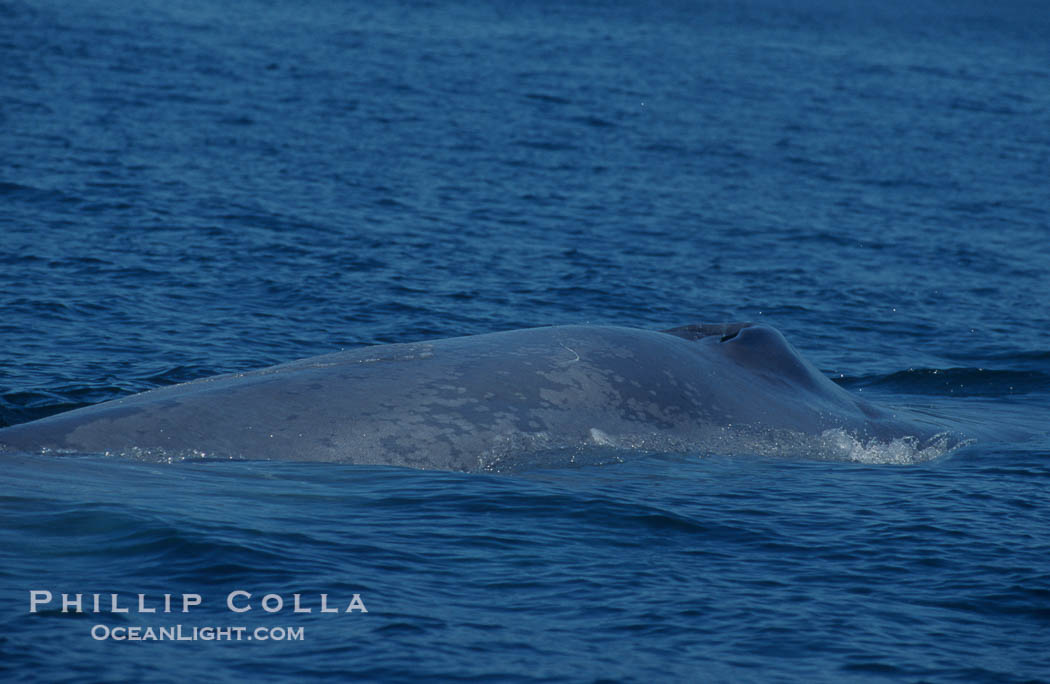 An enormous blue whale rounds out (hunches up its back) before diving.  Note the distinctive mottled skin pattern. Open ocean offshore of San Diego., Balaenoptera musculus, natural history stock photograph, photo id 07580
