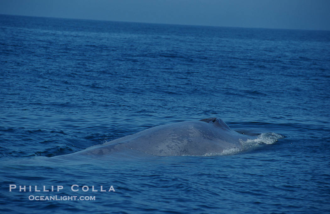 An enormous blue whale rounds out (hunches up its back) before diving.  Note the distinctive mottled skin pattern. Open ocean offshore of San Diego., Balaenoptera musculus, natural history stock photograph, photo id 07584