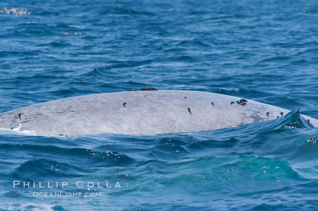 Remoras are seen holding on to the dorsal ridge (back) of this blue whale.  Remoras latch on to blue whales while they winter in warm southern waters.  The blue whale is the largest animal on earth, reaching 80 feet in length and weighing as much as 300,000 pounds. Coronado Islands (Islas Coronado), Baja California, Mexico, Balaenoptera musculus, natural history stock photograph, photo id 09524