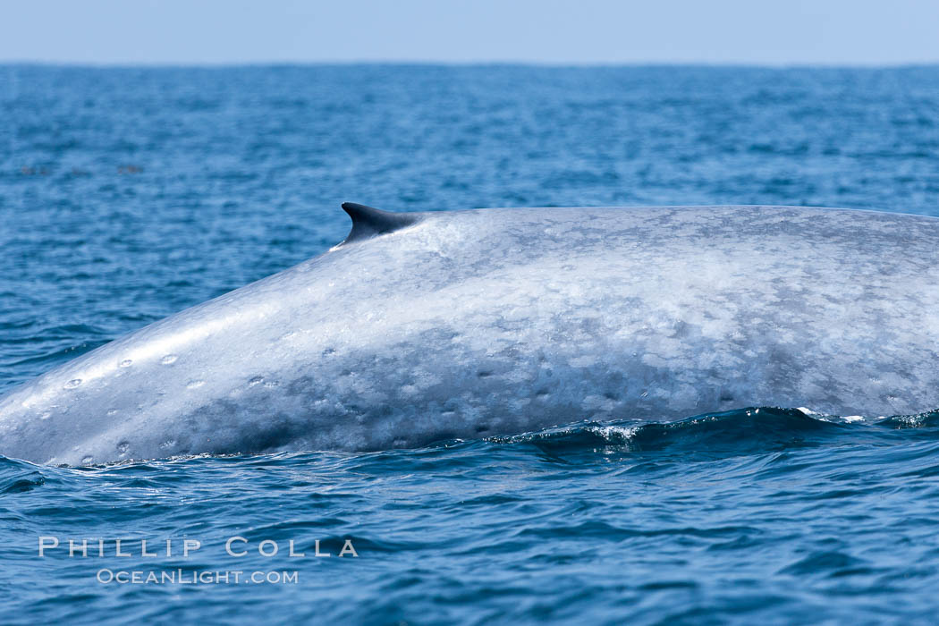 Blue whale, raising fluke prior to diving for food. San Diego, California, USA, Balaenoptera musculus, natural history stock photograph, photo id 16184