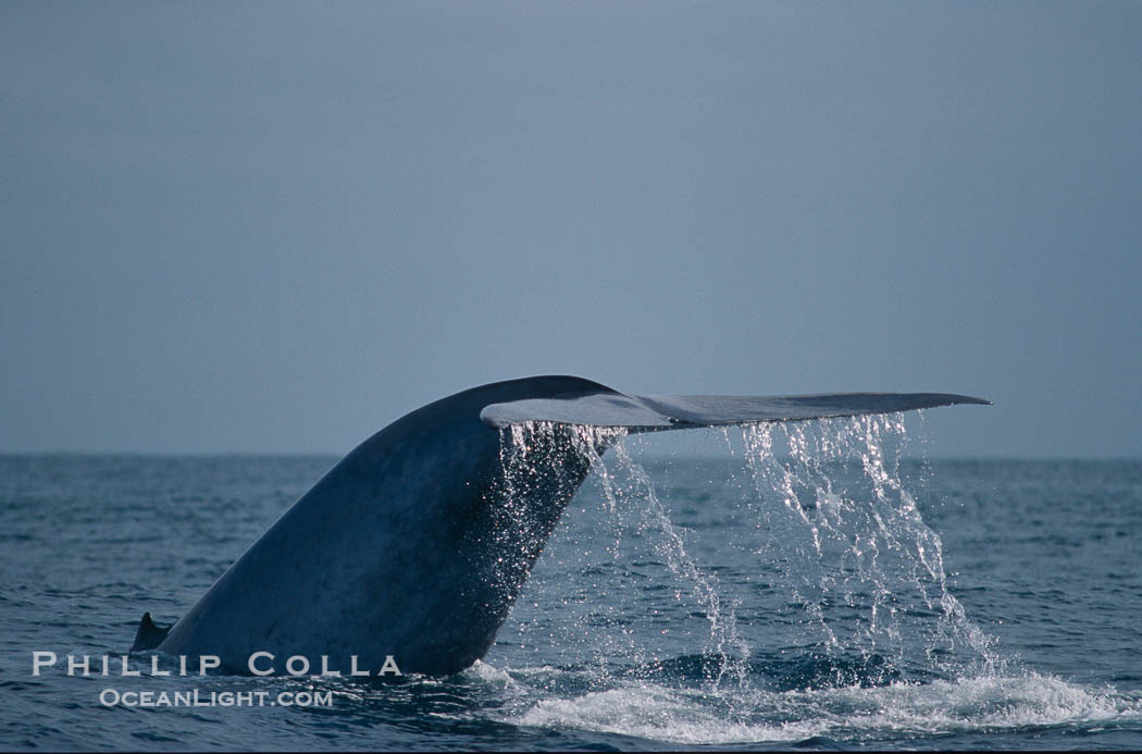 Blue whale., Balaenoptera musculus, natural history stock photograph, photo id 02227