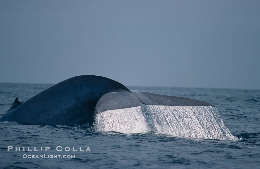 Blue whale., Balaenoptera musculus, natural history stock photograph, photo id 02225