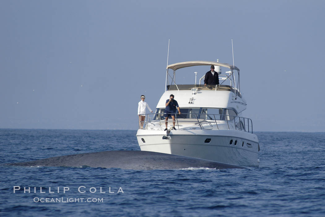 An enormous blue whale swims in front of whale watchers on a private yacht.  Only a small portion of the whale, which dwarfs the boat and may be 70 feet or more in length, can be seen. Open ocean offshore of San Diego. California, USA, Balaenoptera musculus, natural history stock photograph, photo id 07541