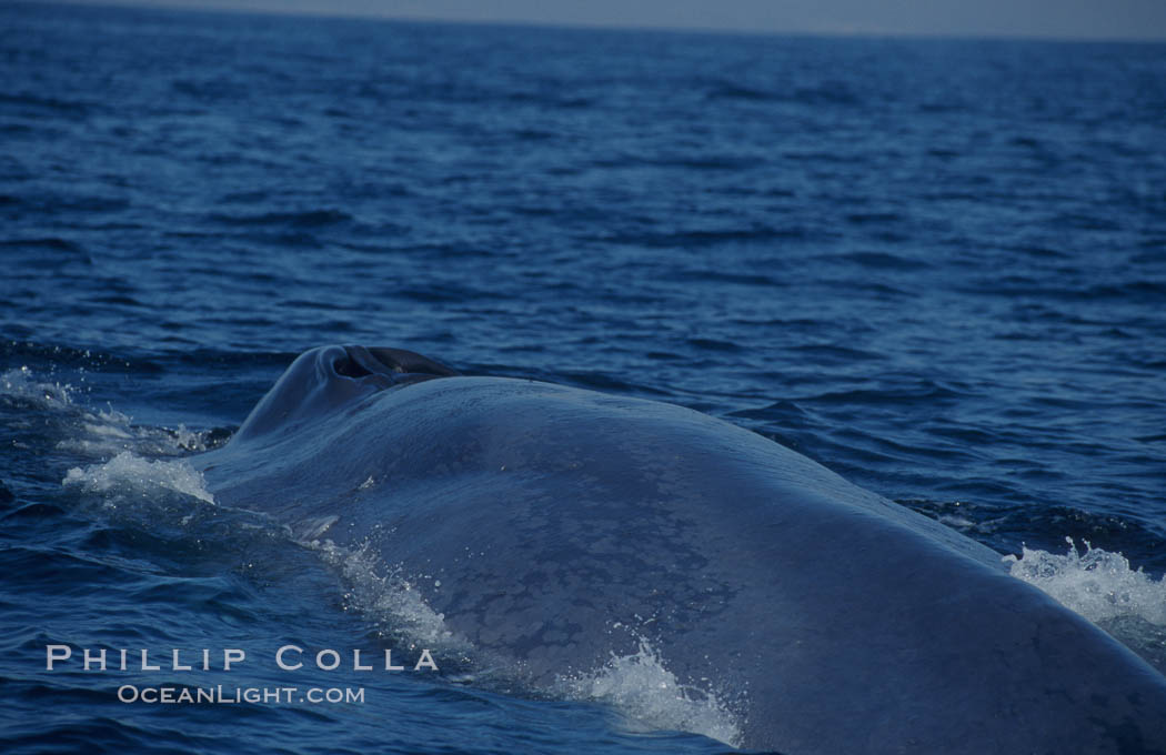 An enormous blue whale rounds out (hunches up its back) before diving.  Note the distinctive mottled skin pattern. Open ocean offshore of San Diego. California, USA, Balaenoptera musculus, natural history stock photograph, photo id 07581