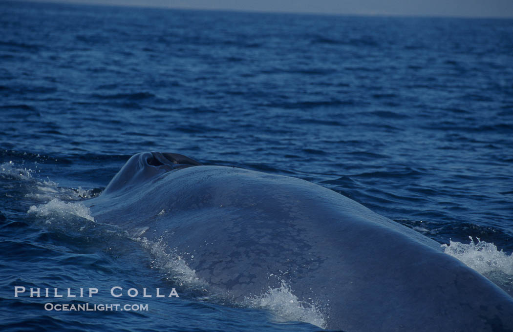 An enormous blue whale rounds out (hunches up its back) before diving.  Note the distinctive mottled skin pattern. Open ocean offshore of San Diego., Balaenoptera musculus, natural history stock photograph, photo id 07581