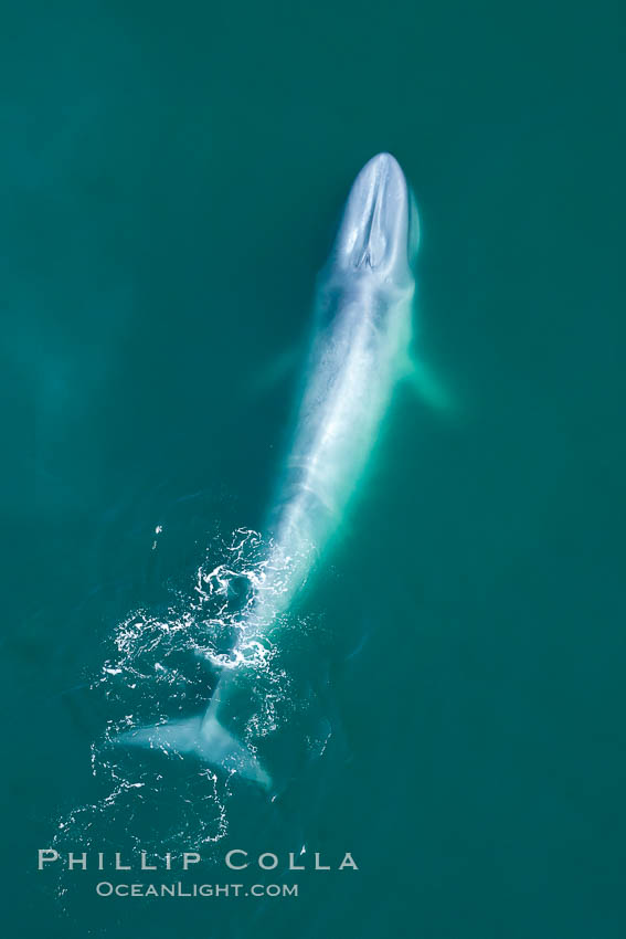 Blue whale, exhaling as it surfaces from a dive, aerial photo. The blue whale is the largest animal ever to have lived on Earth, exceeding 100' in length and 200 tons in weight. Redondo Beach, California, USA, Balaenoptera musculus, natural history stock photograph, photo id 26409