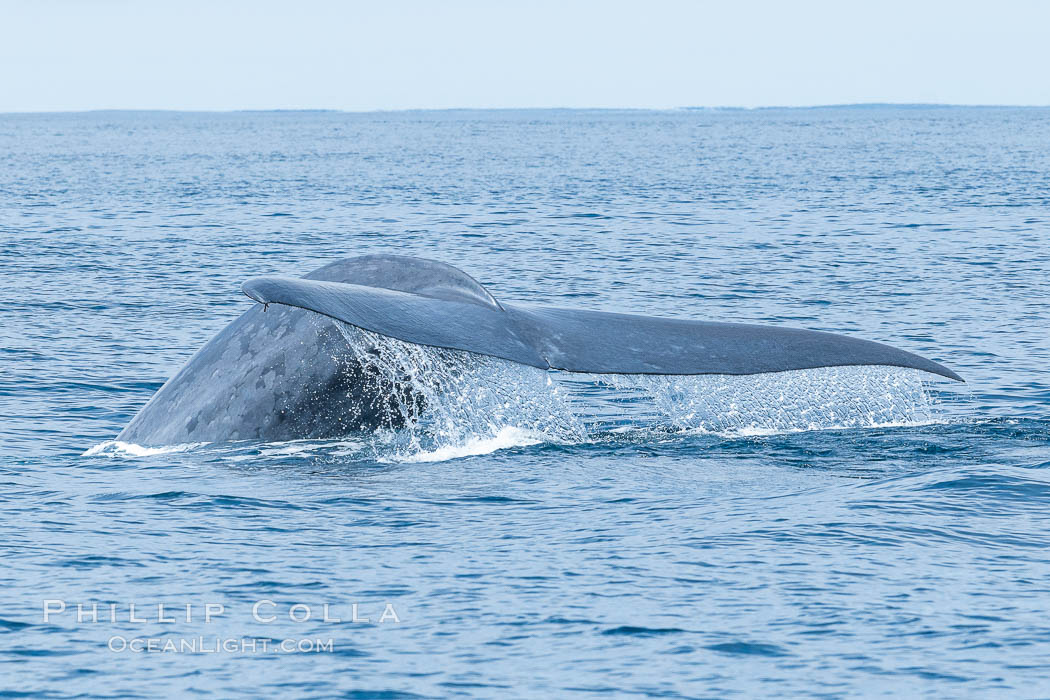 Blue whale raising fluke, prior to diving for food, fluking up, lifting its tail as it swims in the open ocean foraging for food. San Diego, California, USA, Balaenoptera musculus, natural history stock photograph, photo id 34562
