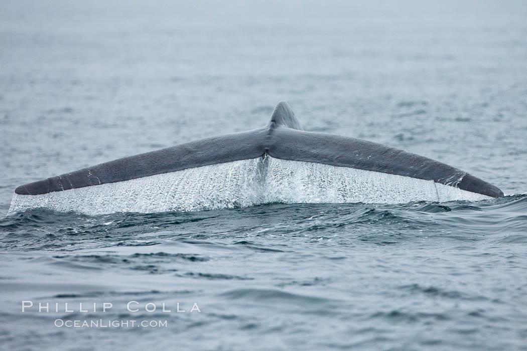Water falling from a blue whale fluke as the whale dives to forage for food in the Santa Barbara Channel. Santa Rosa Island, California, USA, Balaenoptera musculus, natural history stock photograph, photo id 27022