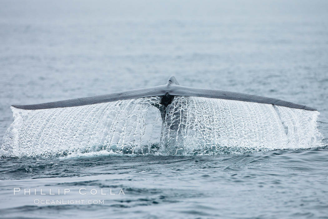 Water falling from a blue whale fluke as the whale dives to forage for food in the Santa Barbara Channel. Santa Rosa Island, California, USA, Balaenoptera musculus, natural history stock photograph, photo id 27023