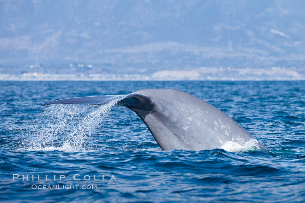Blue whale, raising fluke prior to diving for food, fluking up, lifting tail as it swims in the open ocean foraging for food. Dana Point, California, USA, Balaenoptera musculus, natural history stock photograph, photo id 27334
