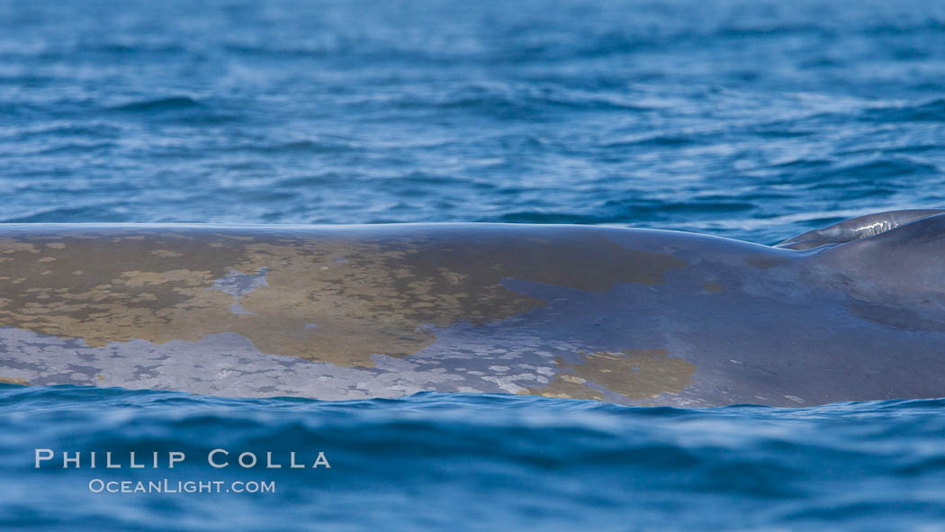 Blue whale rounding out at surface, before diving for food, showing characteristic blue/gray mottled skin pattern. Dana Point, California, USA, Balaenoptera musculus, natural history stock photograph, photo id 27346