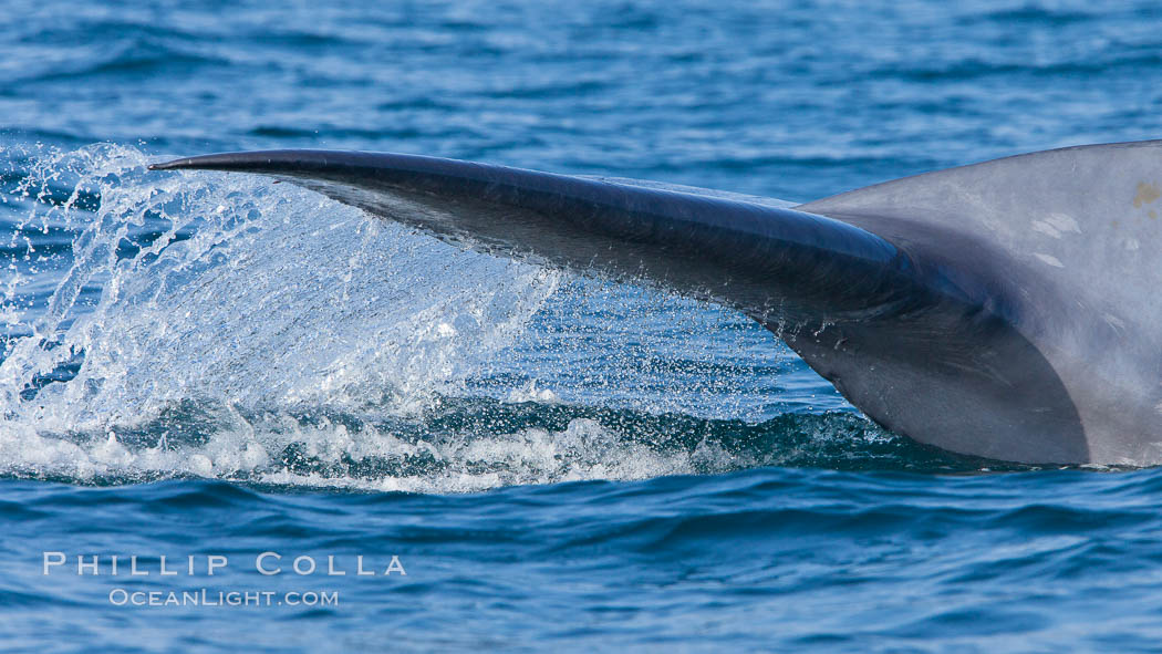 Blue whale, raising fluke prior to diving for food, fluking up, lifting tail as it swims in the open ocean foraging for food. Dana Point, California, USA, Balaenoptera musculus, natural history stock photograph, photo id 27350