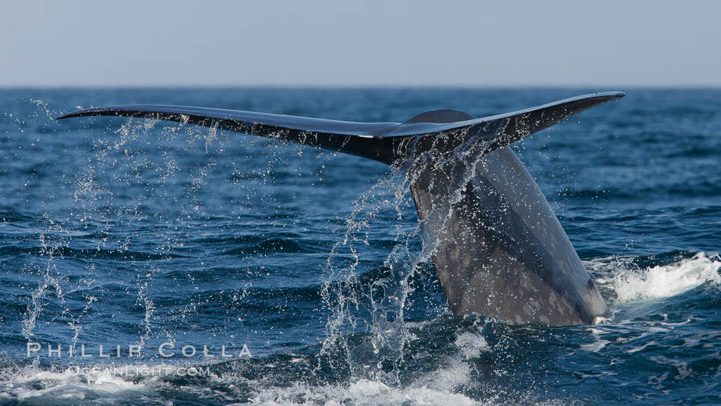 Blue whale, raising fluke prior to diving for food, fluking up, lifting tail as it swims in the open ocean foraging for food. Dana Point, California, USA, Balaenoptera musculus, natural history stock photograph, photo id 27354