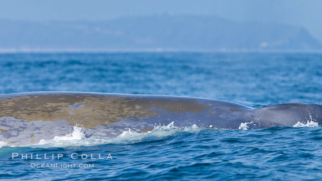 Blue whale, raising fluke prior to diving for food, fluking up, lifting tail as it swims in the open ocean foraging for food. Dana Point, California, USA, Balaenoptera musculus, natural history stock photograph, photo id 27344