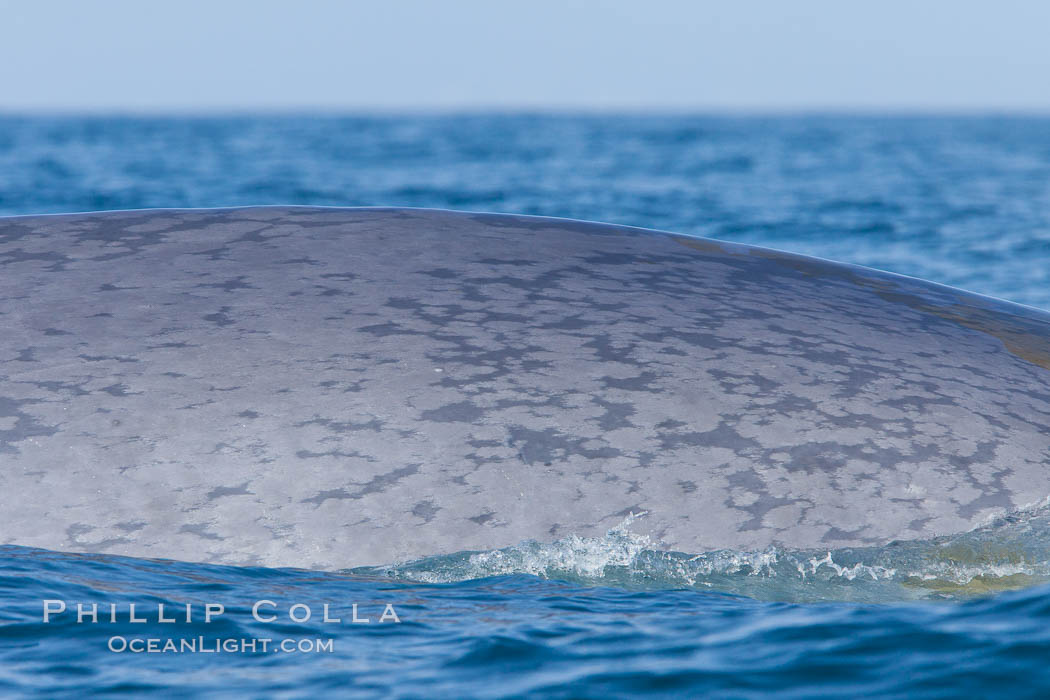 Blue whale rounding out at surface, before diving for food, showing characteristic blue/gray mottled skin pattern. Dana Point, California, USA, Balaenoptera musculus, natural history stock photograph, photo id 27348