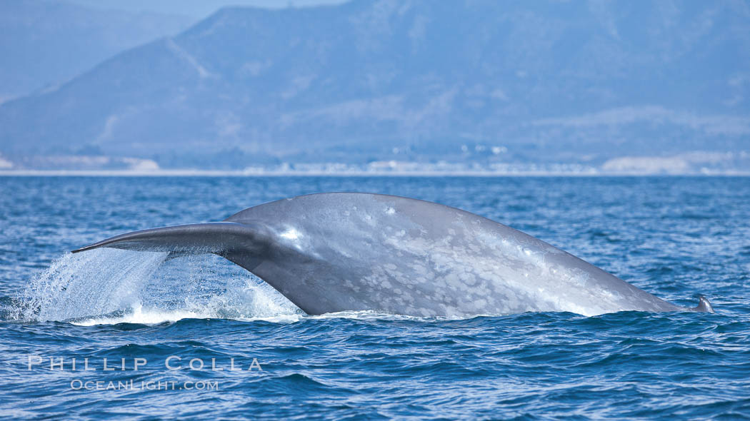 Blue whale, raising fluke prior to diving for food, fluking up, lifting tail as it swims in the open ocean foraging for food. Dana Point, California, USA, Balaenoptera musculus, natural history stock photograph, photo id 27335