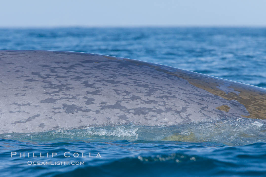 Blue whale rounding out at surface, before diving for food, showing characteristic blue/gray mottled skin pattern. Dana Point, California, USA, Balaenoptera musculus, natural history stock photograph, photo id 27347
