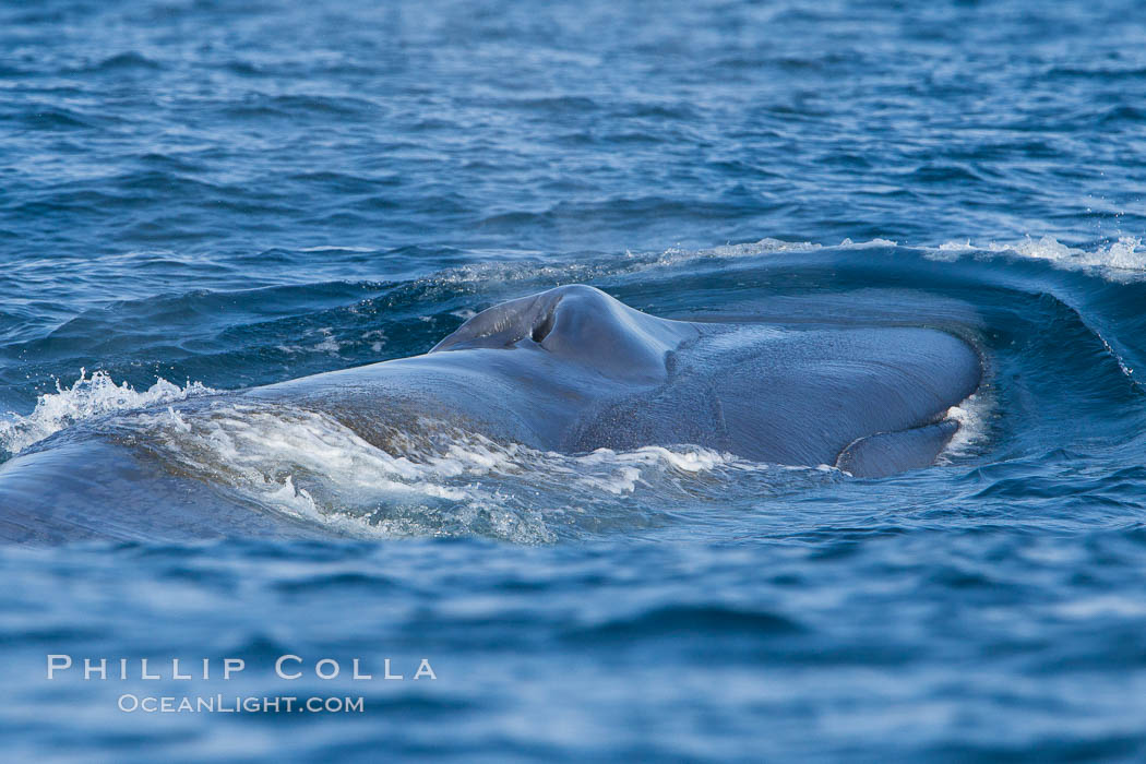 Blue whale, raising fluke prior to diving for food, fluking up, lifting tail as it swims in the open ocean foraging for food. Dana Point, California, USA, Balaenoptera musculus, natural history stock photograph, photo id 27351
