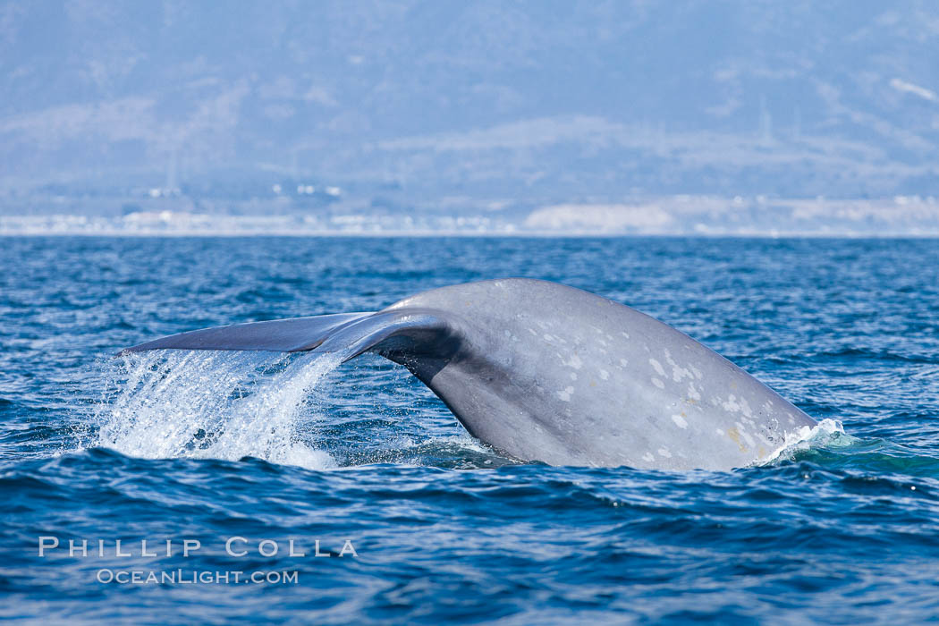 Blue whale, raising fluke prior to diving for food, fluking up, lifting tail as it swims in the open ocean foraging for food. Dana Point, California, USA, Balaenoptera musculus, natural history stock photograph, photo id 27333