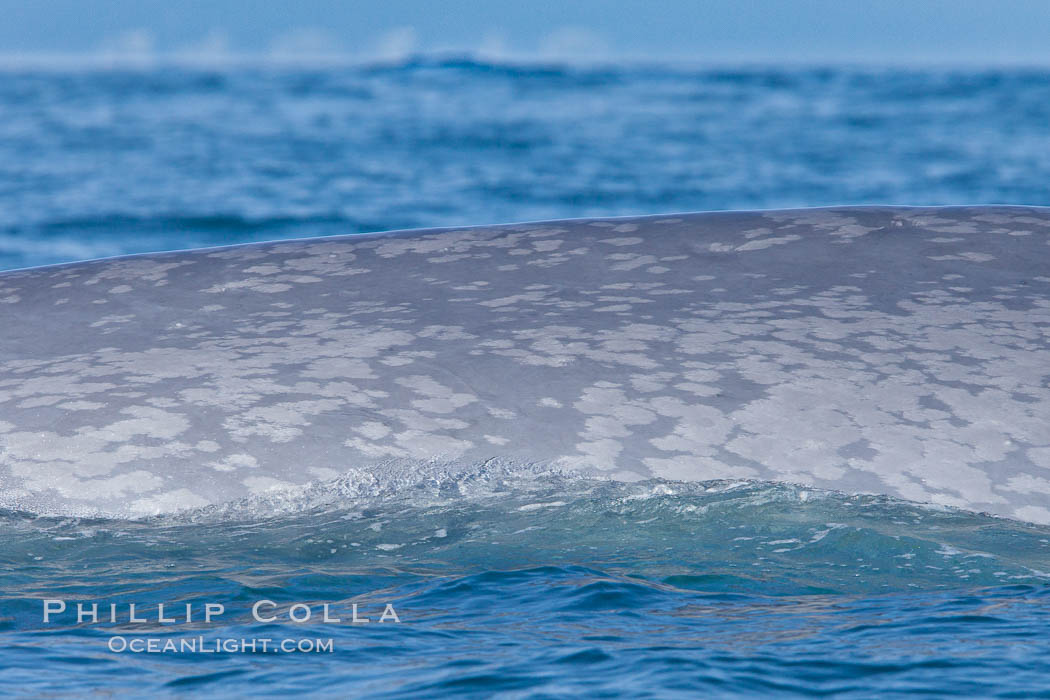 Blue whale rounding out at surface, before diving for food, showing characteristic blue/gray mottled skin pattern. Dana Point, California, USA, Balaenoptera musculus, natural history stock photograph, photo id 27349