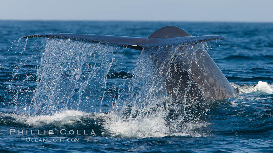 Blue whale, raising fluke prior to diving for food, fluking up, lifting tail as it swims in the open ocean foraging for food. Dana Point, California, USA, Balaenoptera musculus, natural history stock photograph, photo id 27353