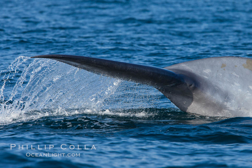Blue whale, raising fluke prior to diving for food, fluking up, lifting tail as it swims in the open ocean foraging for food. Dana Point, California, USA, Balaenoptera musculus, natural history stock photograph, photo id 27357