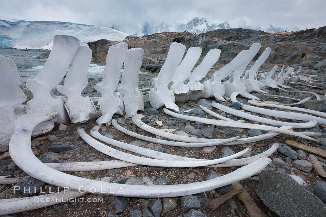 Blue whale skeleton in Antarctica, on the shore at Port Lockroy, Antarctica.  This skeleton is composed primarily of blue whale bones, but there are believed to be bones of other baleen whales included in the skeleton as well. Antarctic Peninsula, Balaenoptera musculus, natural history stock photograph, photo id 25642