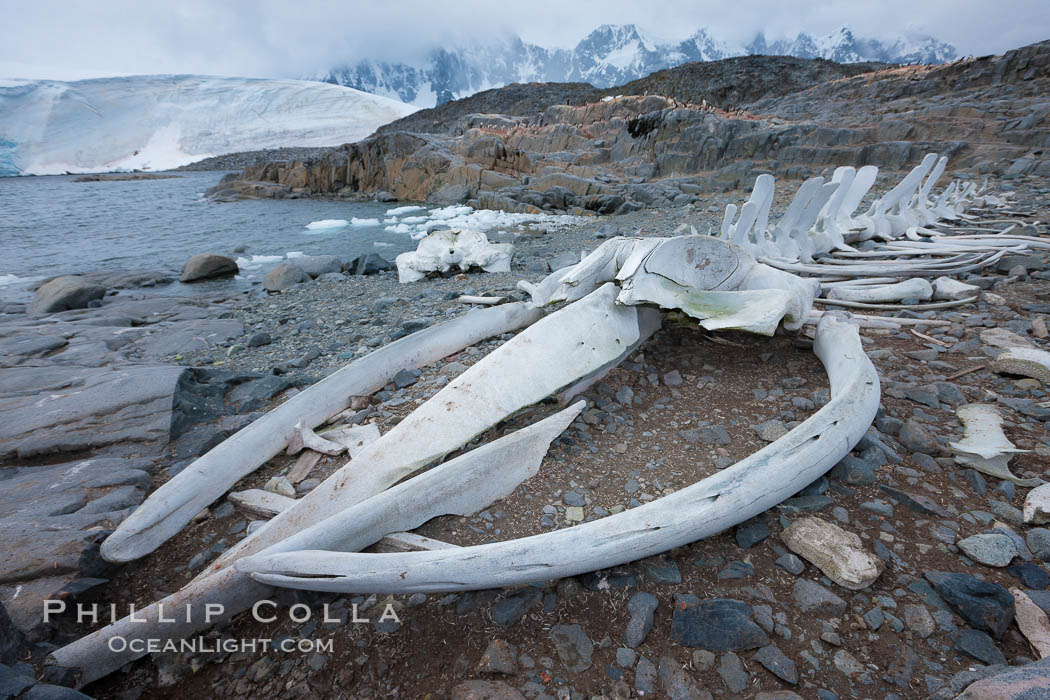 Blue whale skeleton in Antarctica, on the shore at Port Lockroy, Antarctica.  This skeleton is composed primarily of blue whale bones, but there are believed to be bones of other baleen whales included in the skeleton as well. Antarctic Peninsula, Balaenoptera musculus, natural history stock photograph, photo id 25604