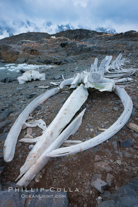 Blue whale skeleton in Antarctica, on the shore at Port Lockroy, Antarctica.  This skeleton is composed primarily of blue whale bones, but there are believed to be bones of other baleen whales included in the skeleton as well. Antarctic Peninsula, Balaenoptera musculus, natural history stock photograph, photo id 25616