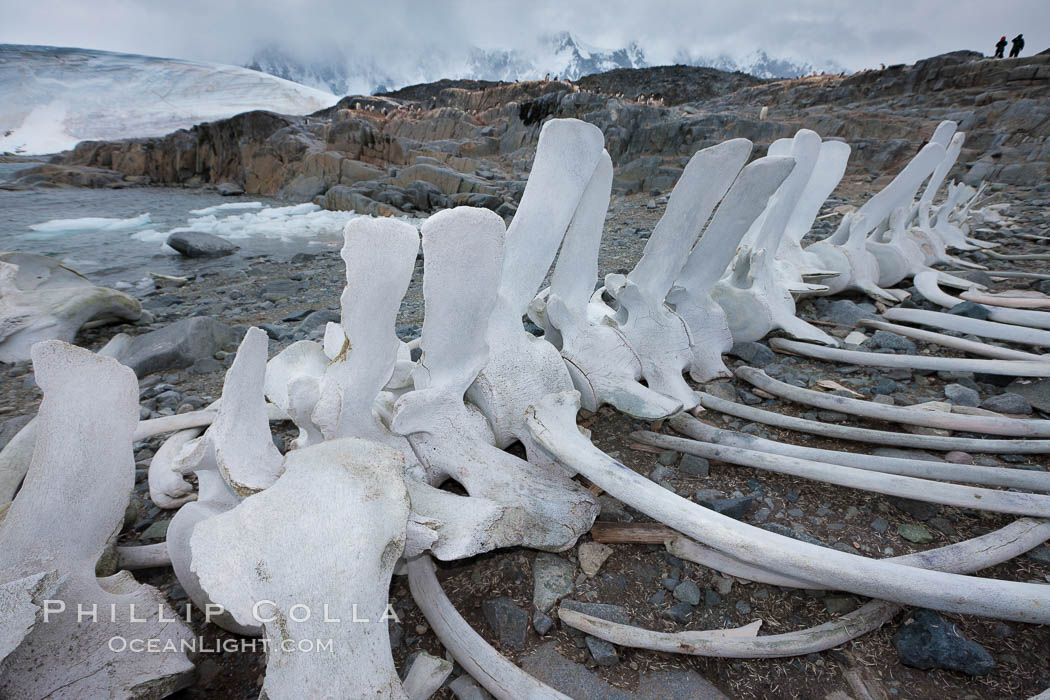 Blue whale skeleton in Antarctica, on the shore at Port Lockroy, Antarctica.  This skeleton is composed primarily of blue whale bones, but there are believed to be bones of other baleen whales included in the skeleton as well. Antarctic Peninsula, Balaenoptera musculus, natural history stock photograph, photo id 25632