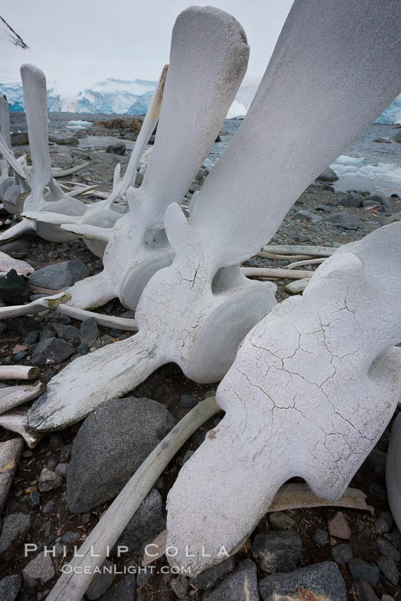 Blue whale skeleton in Antarctica, on the shore at Port Lockroy, Antarctica.  This skeleton is composed primarily of blue whale bones, but there are believed to be bones of other baleen whales included in the skeleton as well. Antarctic Peninsula, Balaenoptera musculus, natural history stock photograph, photo id 25631