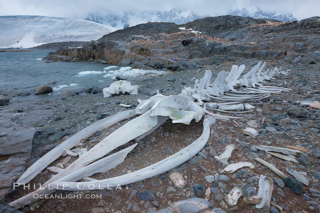 Blue whale skeleton in Antarctica, on the shore at Port Lockroy, Antarctica.  This skeleton is composed primarily of blue whale bones, but there are believed to be bones of other baleen whales included in the skeleton as well. Antarctic Peninsula, Balaenoptera musculus, natural history stock photograph, photo id 25643