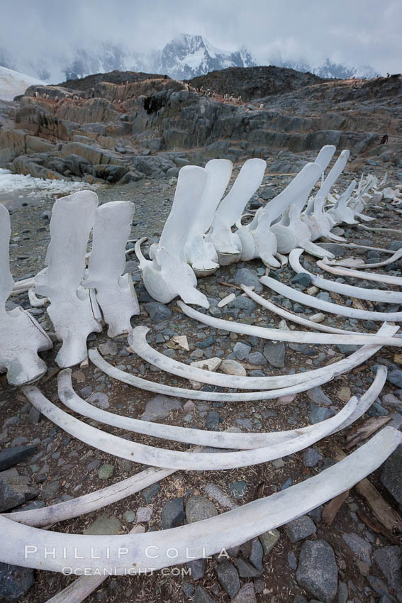 Blue whale skeleton in Antarctica, on the shore at Port Lockroy, Antarctica.  This skeleton is composed primarily of blue whale bones, but there are believed to be bones of other baleen whales included in the skeleton as well. Antarctic Peninsula, Balaenoptera musculus, natural history stock photograph, photo id 25641