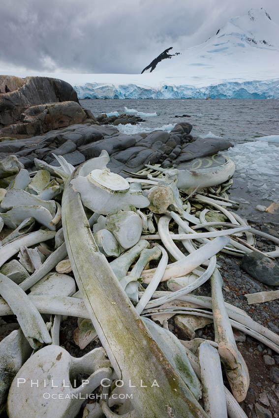 Blue whale skeleton in Antarctica, on the shore at Port Lockroy, Antarctica.  This skeleton is composed primarily of blue whale bones, but there are believed to be bones of other baleen whales included in the skeleton as well. Antarctic Peninsula, Balaenoptera musculus, natural history stock photograph, photo id 25645