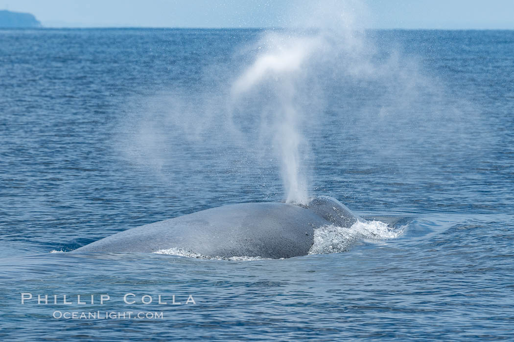 Blue whale, exhaling in a huge blow as it swims at the surface between deep dives. The blue whale's blow is a combination of water spray from around its blowhole and condensation from its warm breath. San Diego, California, USA, Balaenoptera musculus, natural history stock photograph, photo id 34560