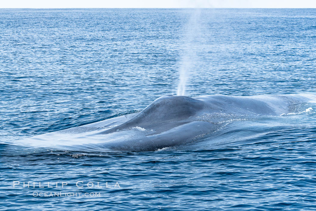 Blue whale, exhaling in a huge blow as it swims at the surface between deep dives. The blue whale's blow is a combination of water spray from around its blowhole and condensation from its warm breath. San Diego, California, USA, Balaenoptera musculus, natural history stock photograph, photo id 34564