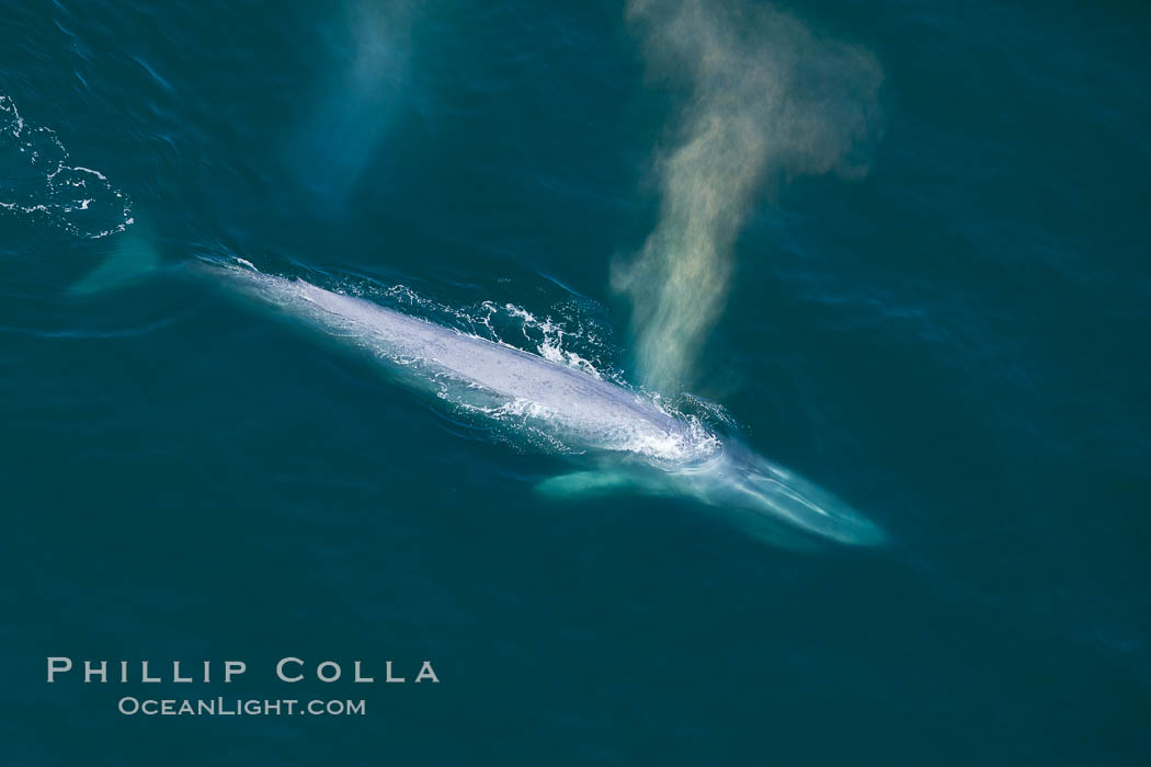 Blue whale, exhaling as it surfaces from a dive, aerial photo.  The blue whale is the largest animal ever to have lived on Earth, exceeding 100' in length and 200 tons in weight. Redondo Beach, California, USA, Balaenoptera musculus, natural history stock photograph, photo id 25954