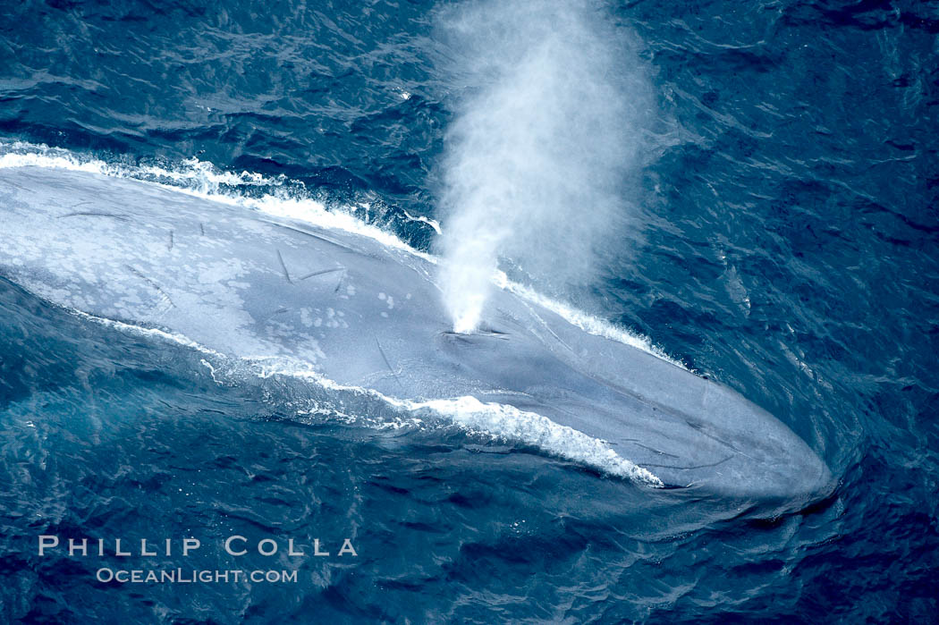 Blue whale, exhaling in a huge blow as it swims at the surface between deep dives.  The blue whale's blow is a combination of water spray from around its blowhole and condensation from its warm breath. La Jolla, California, USA, Balaenoptera musculus, natural history stock photograph, photo id 21249