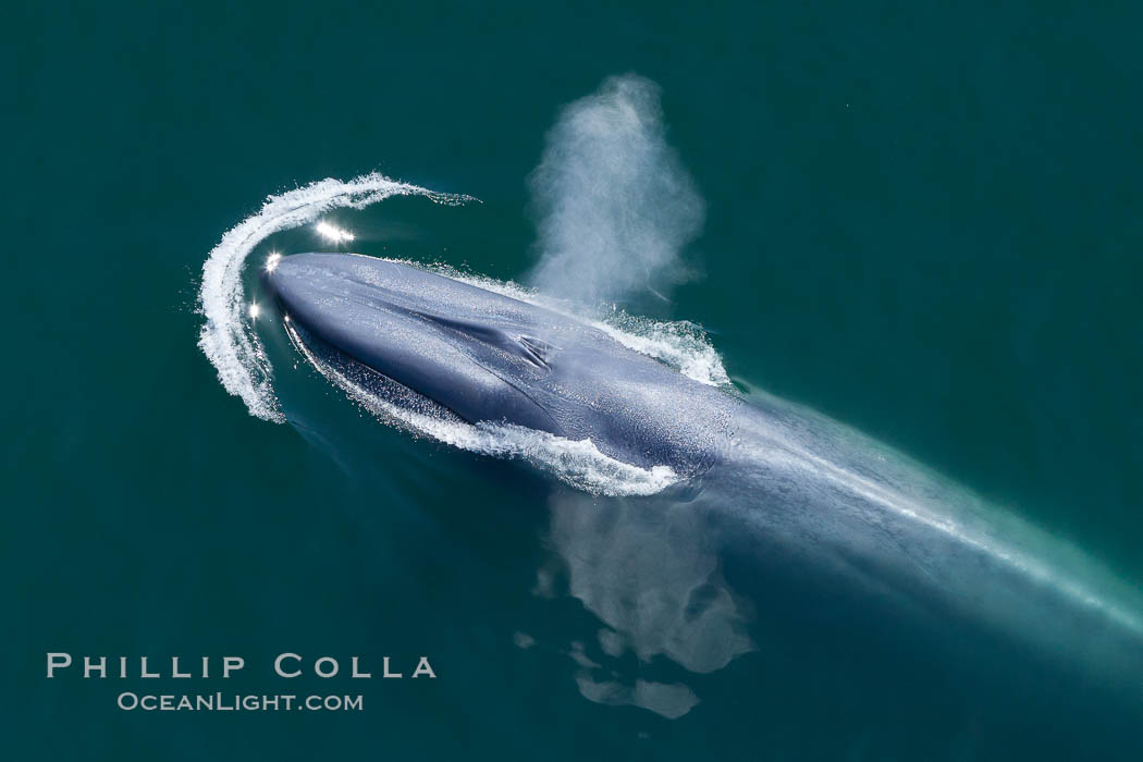 Blue whale, exhaling as it surfaces from a dive, aerial photo.  The blue whale is the largest animal ever to have lived on Earth, exceeding 100' in length and 200 tons in weight, Balaenoptera musculus, Redondo Beach, California