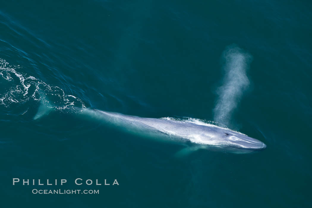 Blue whale, exhaling as it surfaces from a dive, aerial photo.  The blue whale is the largest animal ever to have lived on Earth, exceeding 100' in length and 200 tons in weight. Redondo Beach, California, USA, Balaenoptera musculus, natural history stock photograph, photo id 25973