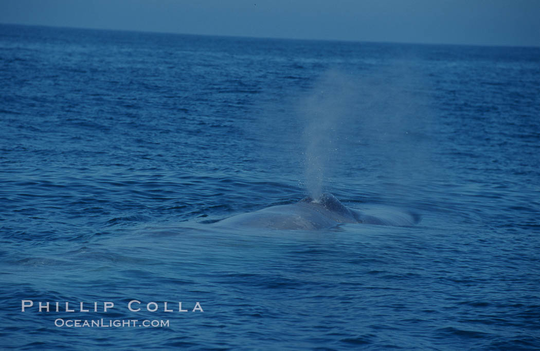 A blue whale blows (spouts) just as it surfaces after spending time at depth in search of food.  Open ocean offshore of San Diego. California, USA, Balaenoptera musculus, natural history stock photograph, photo id 07566