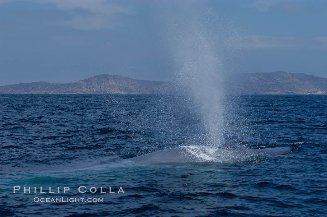 A blue whale blows (exhales, spouts) as it rests at the surface between dives.  A blue whales blow can reach 30 feet in the air and can be heard for miles.  The blue whale is the largest animal on earth, reaching 80 feet in length and weighing as much as 300,000 pounds.  South Coronado Island is in the background. Coronado Islands (Islas Coronado), Baja California, Mexico, Balaenoptera musculus, natural history stock photograph, photo id 09499