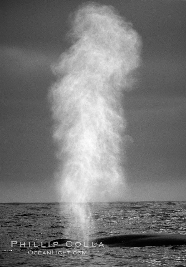 Blue whale, blow, sunset, black and white., Balaenoptera musculus, natural history stock photograph, photo id 06133