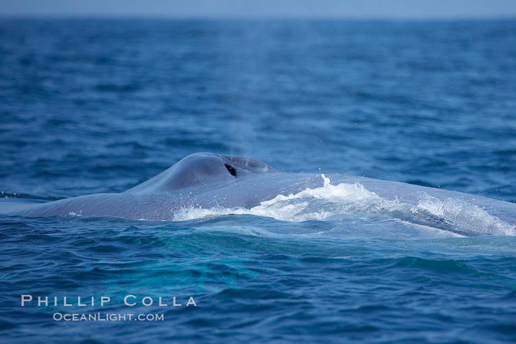 Blue whale, blows (exhales). San Diego, California, USA, Balaenoptera musculus, natural history stock photograph, photo id 16197