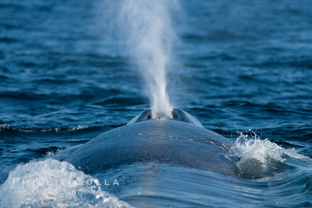Blue whale, blowing (exhaling) between dives. San Diego, California, USA, Balaenoptera musculus, natural history stock photograph, photo id 16205
