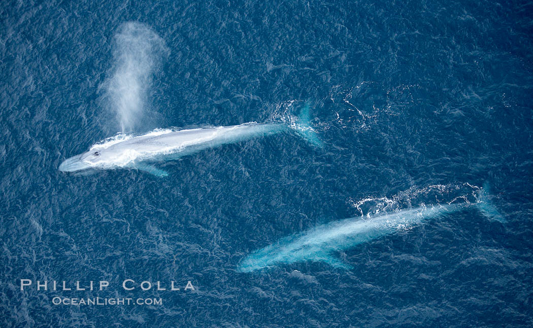 Blue whale, exhaling in a huge blow as it swims at the surface between deep dives.  The blue whale's blow is a combination of water spray from around its blowhole and condensation from its warm breath. La Jolla, California, USA, Balaenoptera musculus, natural history stock photograph, photo id 21254