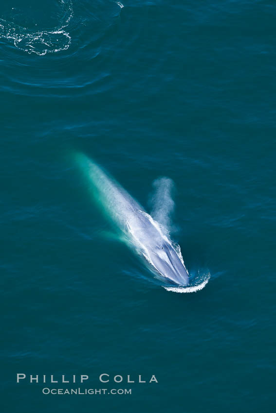 Blue whale, exhaling as it surfaces from a dive, aerial photo.  The blue whale is the largest animal ever to have lived on Earth, exceeding 100' in length and 200 tons in weight. Redondo Beach, California, USA, Balaenoptera musculus, natural history stock photograph, photo id 25968