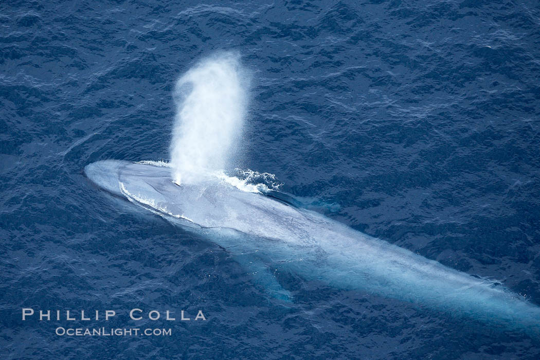 Blue whale, exhaling in a huge blow as it swims at the surface between deep dives.  The blue whale's blow is a combination of water spray from around its blowhole and condensation from its warm breath. La Jolla, California, USA, Balaenoptera musculus, natural history stock photograph, photo id 21281
